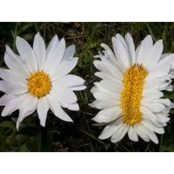 Freshness Daisy Flower